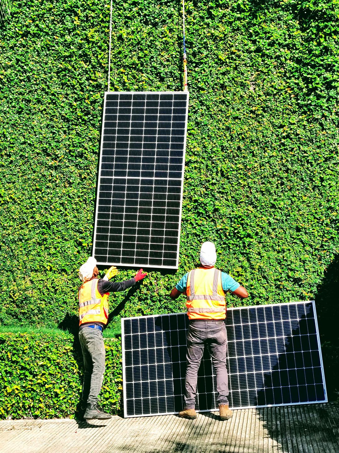 Dos técnicos con paneles solares junto a una pared vegetal